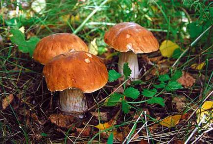 Держсанепідслужба України застерігає від вживання дикорослих  грибів