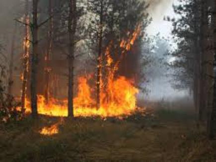 За минулу добу на Прикарпатті зареєстровано 32 пожежі, з них – 29 пожеж в природних екосистемах. Двоє людей травмовані