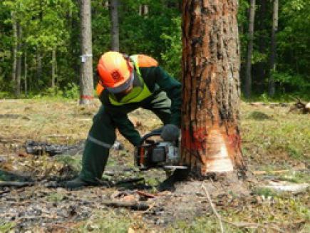 Лісовим господарствам хмельниччини необхідно посилити контроль за станом охорони праці