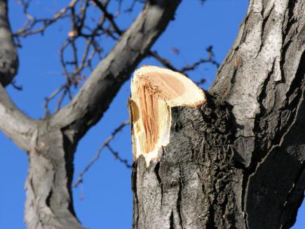 На Рахівщині відламана гілка тяжко травмувала вальника лісу