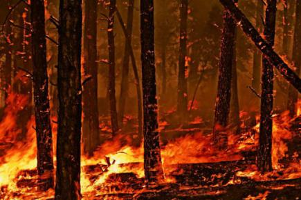 Лесной пожар в Калифорнии: 10 человек погибли, 100 пропали без вести