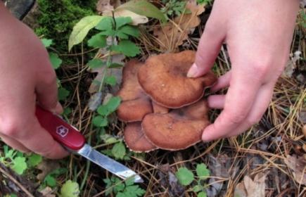 Що слід знати про гриби, щоб не допустити отруєння