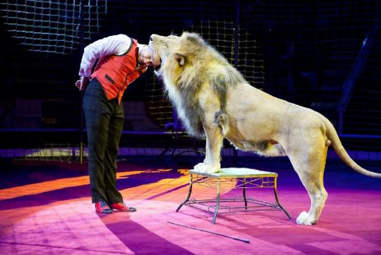 Небезпечні розваги: 10 сумних історій з цирку