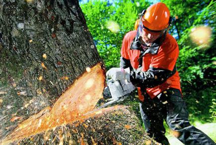 Про вимоги безпеки під час виконання лісосічних робіт