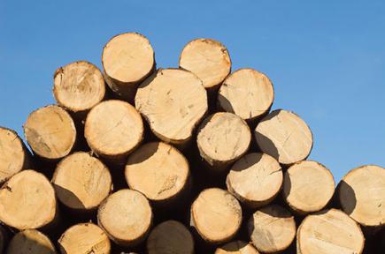 Про шкідливі виробничі фактори у деревообробній промисловості