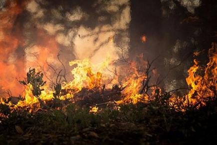 Сибір у вогні: через лісові пожежі в Росії страждають її сусіди