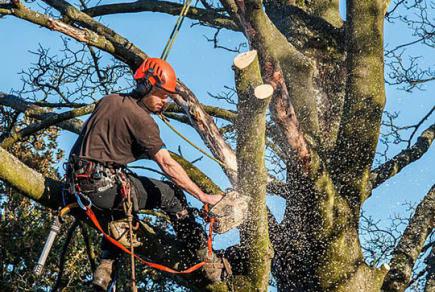 Про організацію робіт з видалення дерев і пеньків у міських умовах