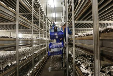 Як дотриматися охорони праці при вирощуванні їстівних грибів?