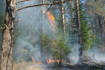 Рада посилила штрафи за пожежі в лісах: прийнято закон