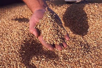 Забезпечення охорони праці при збиранні ранніх зернових та заготівлі грубих кормів