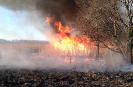 На Харківщині рятувальники ліквідували 33 пожежі у природних екосистемах