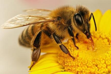 Вимоги безпеки праці у бджільництві