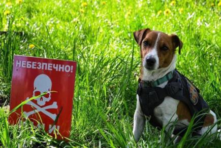 Навчаємось мінної безпеки: пес Патрон про протитанкову гранату до РПГ