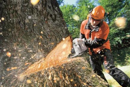 Охорона праці під час звалювання дерев бензиномоторними пилками