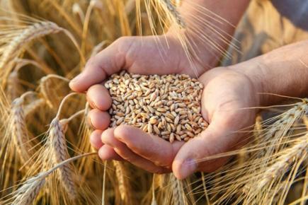 Як підготуватись до проведення робіт по збиранню та зберіганню пізніх зернових культур?