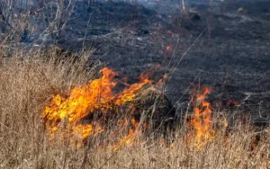 Необережне поводження з вогнем: на Черкащині знову горіла суха рослинність