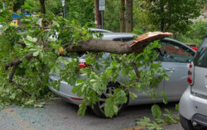 Дерево пошкодило автомобіль: хто відповідальний
