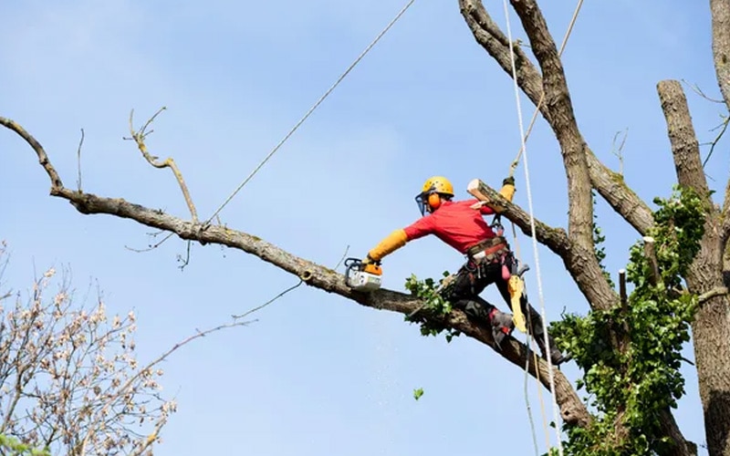Виконання робіт з обрізання дерев — завжди ризик