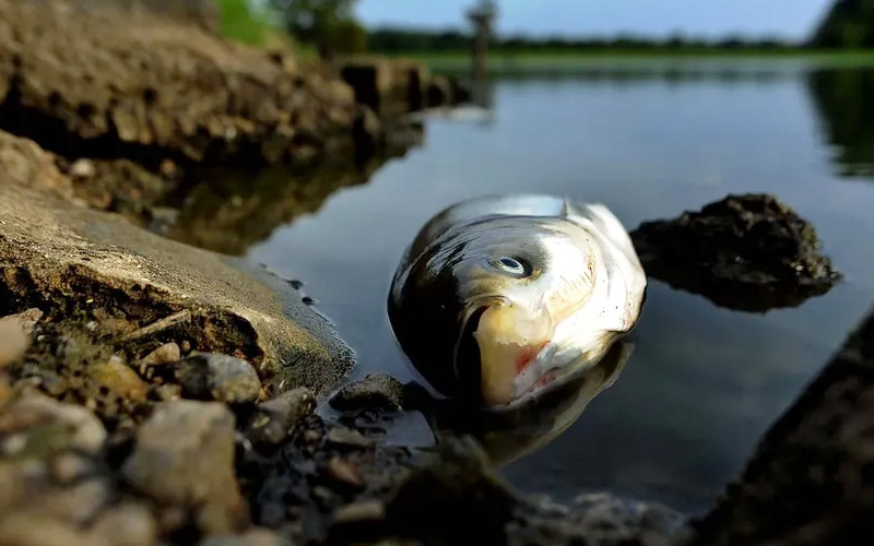Мертву рибу не можна збирати для подальшого зберігання, готувати чи споживати