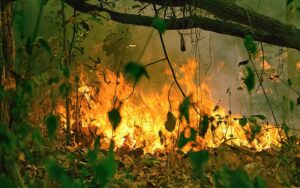 Оголошено надзвичайний рівень пожежної небезпеки в Києві та області