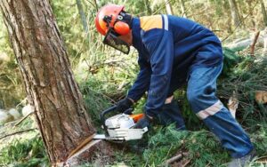 Запобігання виробничому травматизму на підприємствах лісової галузі: моделювання нещасного випадку на робочому місці
